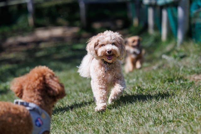 ペットと一緒に暮らせる物件の需要が急増中　犬猫不動産®